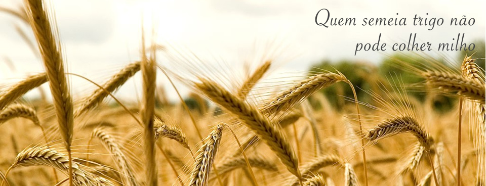 Quem semeia trigo não pode colher milho